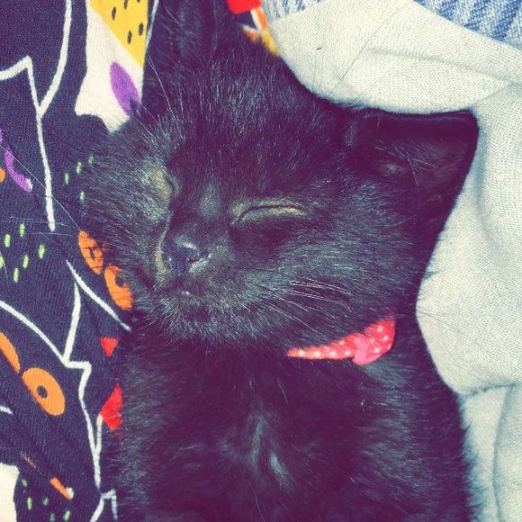 Meet your Posher, Lina - Picture 1 of 1